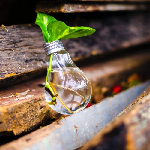lightbulb